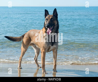 Bild von einer reinrassigen Belgischen Schäferhund malinois am Strand Stockfoto