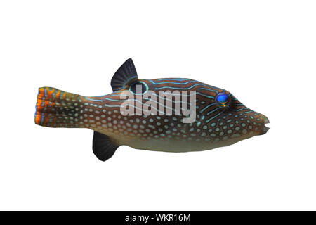 Canthigaster Solandri vor weißem Hintergrund Stockfoto