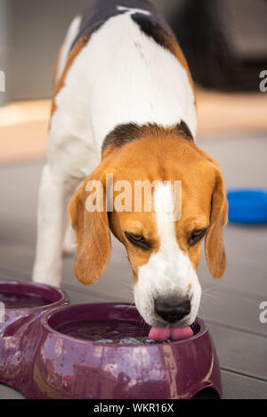 Beagle hund Getränke Wasser außerhalb im sonnigen Sommertag. Stockfoto