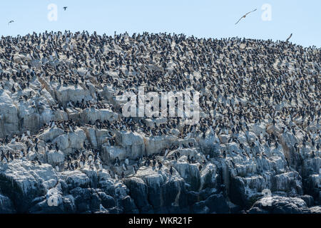 Seabird Kolonie auf Farne Islands Stockfoto