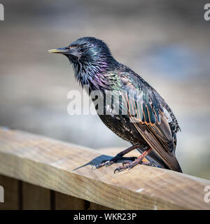 Common starling in der Sonne zeigt Gefieder Stockfoto