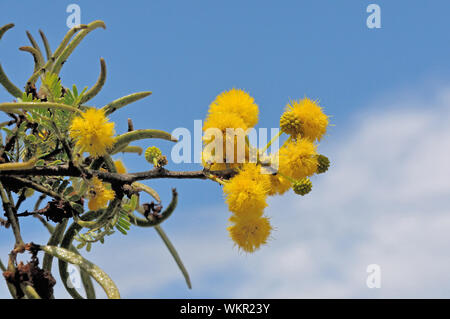 Sweet Dornenbaum, Acacia Karroo, häufig in trockeneren teilen des südlichen Afrikas Stockfoto