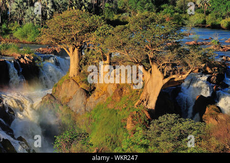 Baobab-Bäume bei Sonnenuntergang in die Epupa Wasserfälle in Namibia Stockfoto