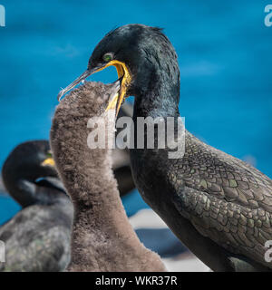 Kormoran Fütterung Küken Stockfoto