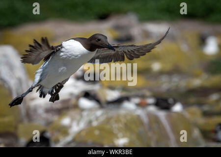 Trottellumme (Uria aalge) Landung auf der Klippe Stockfoto