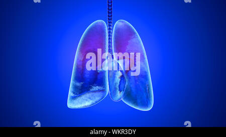 3D-Darstellung der menschlichen Lunge mit Sauerstoff gefüllt. Stockfoto