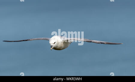 Eissturmvogel (Fulmarus glacialis), Segelfliegen Stockfoto