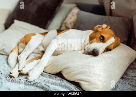 Adorable beagle Hund schläft auf Kissen drinnen auf einem Sofa. Stockfoto