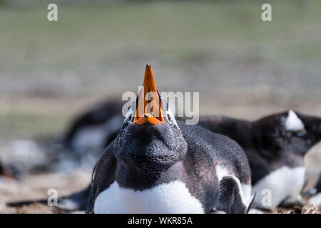 Gentoo Pinguin, Pygoscelis papua, Berufung, mit offenem Mund, Sea Lion Island, Falkland Inseln, Süd Atlantik Stockfoto