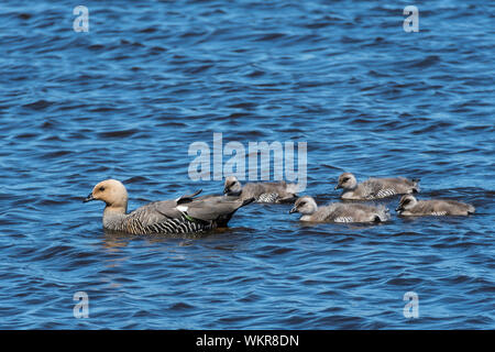 Weibliche Hochland Gans mit gänschen, Chloephaga pict Leucoptera, Schwimmen am langen Teich, Sea Lion Island, Falkland Inseln, Süd Atlantik Stockfoto