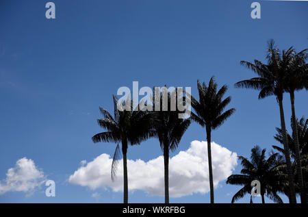 Kolumbianische tropischen Quindio Bienenwachs, Palmen, Wolken und Himmel, Anden Stockfoto