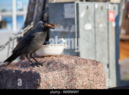 Krähe essen gebratene übrig gebliebene vendance aus verfügbaren Papier Platte auf einem Stein in der Markierung Marktplatz (kauppatori) in Helsinki, Finnland auf Sommerabend. Stockfoto