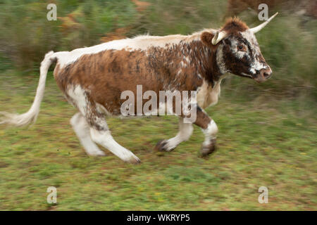 Englisch longhorn cow running (früher Lancashire Rinder genannt), eine braune und weiße Rasse, Großbritannien Stockfoto