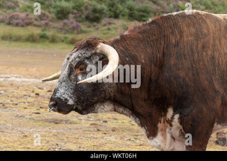 Englischer Langhornbulle (früher Lancashire Rinder genannt), eine braune und weiße Rasse, Großbritannien Stockfoto