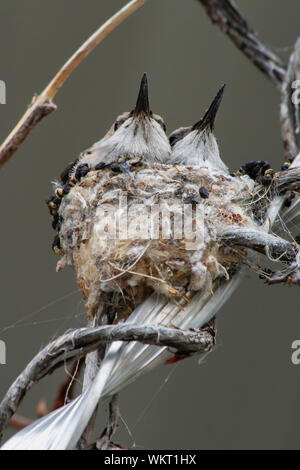 Baby Kolibris in einem Nest in Utah Stockfoto