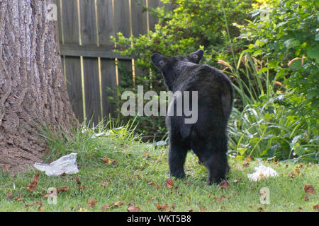 Ein schwarzer Bär getaggt mit Ohren steht über Müll es gestohlen hat, Alert für Gefahr zu essen, von hinten gesehen Stockfoto