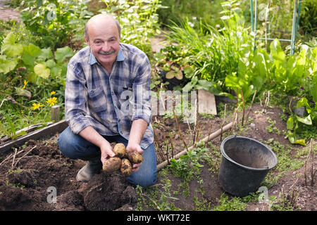 Senior Hispanic Mann gräbt in der Küche Garten Kartoffeln. Er zeigt Kartoffel Ernte. Stockfoto