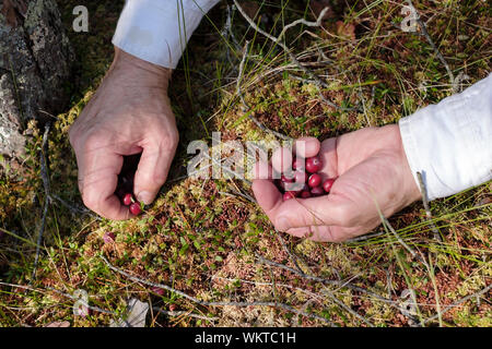 Man Hände Cranberries die Kommissionierung in den Wald., Ansicht schließen Stockfoto