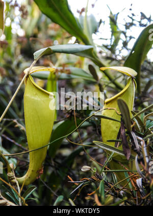 Blick auf die Kannenpflanze Nepenthes in der Region Atsinanana, Madagaskar Stockfoto