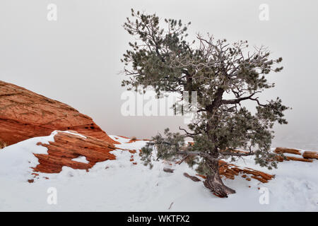 Wacholder mit Blick auf den Canyon in der Nähe von Mesa Arch im Winter, mit Nebel, Canyonlands National Park, Utah, USA Stockfoto