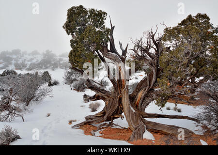 Wacholder mit Blick auf den Canyon in der Nähe von Mesa Arch im Winter, mit Nebel, Canyonlands National Park, Utah, USA Stockfoto