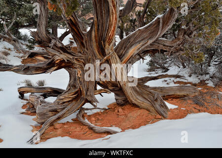 Wacholder mit Blick auf den Canyon in der Nähe von Mesa Arch im Winter, mit Nebel, Canyonlands National Park, Utah, USA Stockfoto