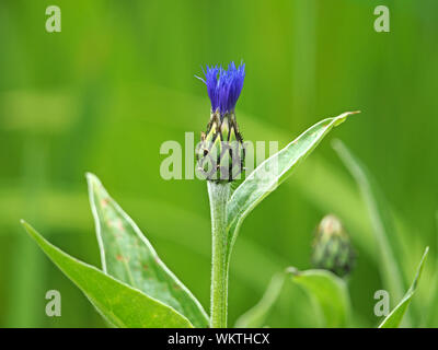 Helle blaue schießt der aufstrebenden Blume Kornblume oder Bachelor- Taste (Centaurea cyanus) in Cumbria, England, Großbritannien Stockfoto