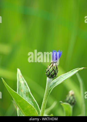 Helle blaue schießt der aufstrebenden Blume Kornblume oder Bachelor- Taste (Centaurea cyanus) in Cumbria, England, Großbritannien Stockfoto