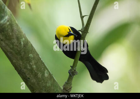 Gelb - hooded Blackbird (Chrysomus icterocephalus) Stockfoto