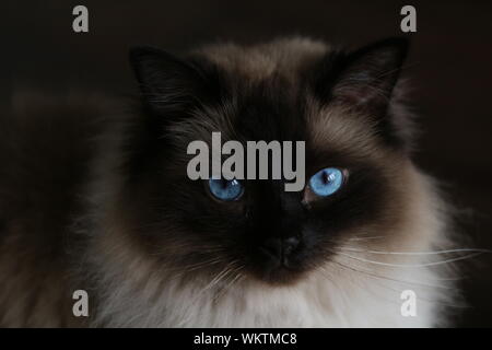 Ragdoll's eye Kontakt Stockfoto