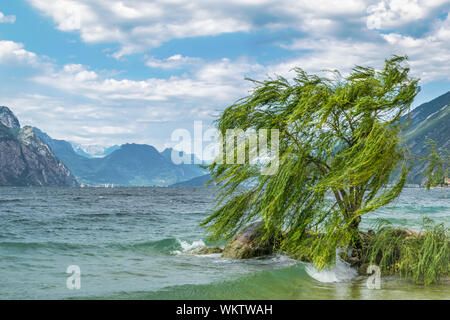 Eine einzelne Willow Tree in den Wind am Ufer des Gardasees in Italien Stockfoto