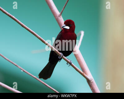 Silber-Schnabel Tanager (Ramphocelus Carbo) Stockfoto