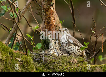 Ein erwachsener mistle Thrush Familie auf einem Nest. Stockfoto