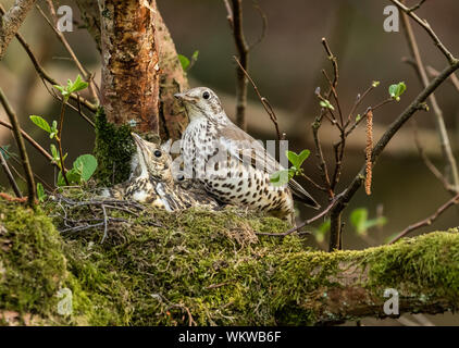 Ein erwachsener mistle Thrush Familie auf einem Nest. Stockfoto