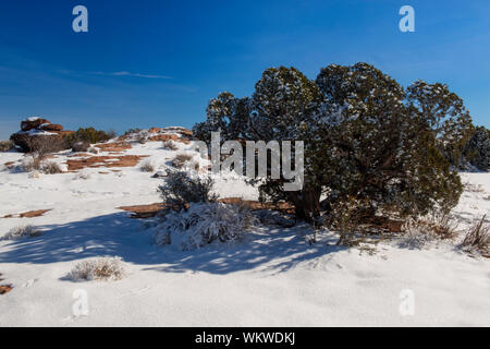 Leichter Schnee und Wacholder auf den Felsen, Dead Horse Point State Park, Utah, USA Stockfoto