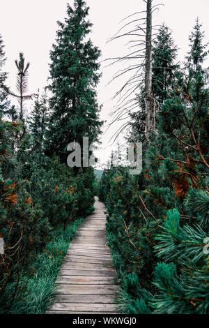 Leere Wanderweg inmitten von Pflanzen und Bäume im Wald