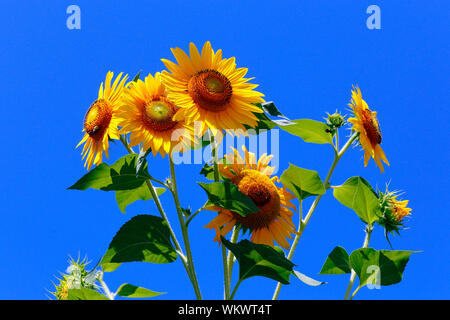 Sonnenblumen vor blauem Himmel, Helianthus annuus Stockfoto