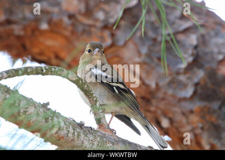 Sparrow in Donana Naturpark und das Naturschutzgebiet. Palast der Acebron in Huelva, Andalusien Spanien Stockfoto