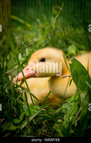 Amerikanische pekin Entlein oder Long Island Ducks spielen im Hinterhof Gras Stockfoto