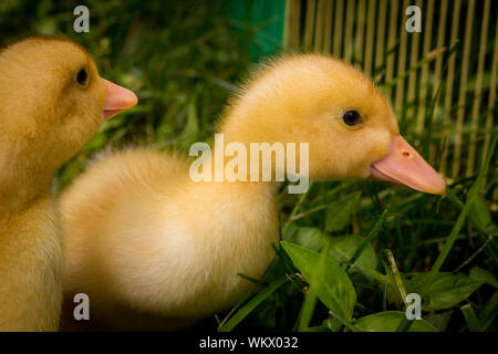 Amerikanische pekin Entlein oder Long Island Ducks spielen im Hinterhof Gras Stockfoto