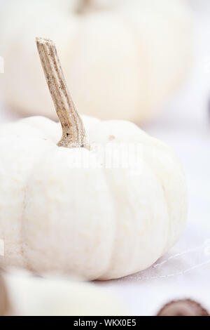 Schöne Tischdekoration weiße Kürbisse mit extrem geringen Schärfentiefe. Stockfoto