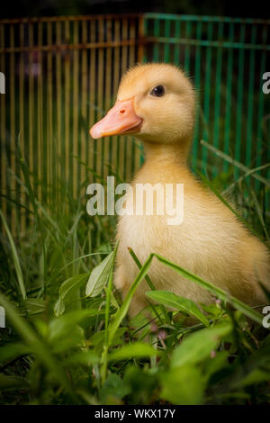 Amerikanische pekin Entlein oder Long Island Ducks spielen im Hinterhof Gras Stockfoto