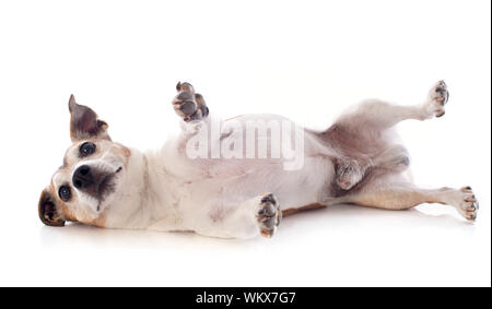 Spielen Jack Russel Terrier vor weißem Hintergrund Stockfoto