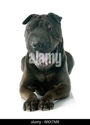 Weibliche Shar Pei vor weißem Hintergrund Stockfoto