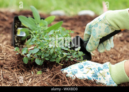 Ein Gärtner behandschuhte Hand pflanzen Schokolade Pfefferminz mit einer kleinen Kelle in einem Kräutergarten. Stockfoto