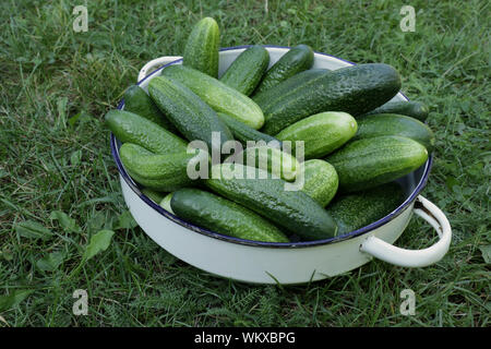 Frisch geernteten Gurken in Weiß emaillierte Schale auf einem Gras Stockfoto