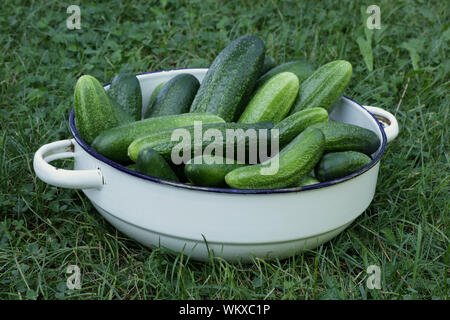 Frisch geernteten Gurken in Weiß emaillierte Schale auf einem Gras Stockfoto