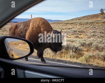 Begegnung mit einem amerikanischen Bison (Bison bison) auf einer Straße in einem Auto gesehen, Yellowstone National Park, Wyoming, USA. Stockfoto