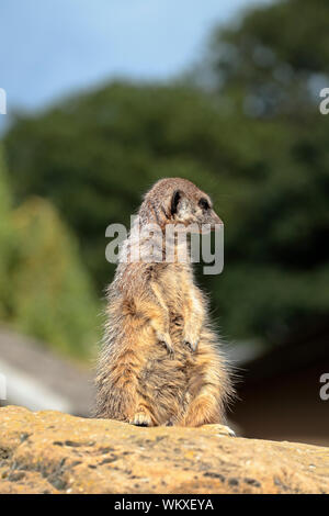 Erdmännchen - Suricata suricatta - erdmännchen stehend beobachten Stockfoto