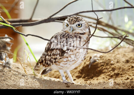 Cute gefährdet Kanincheneule, Athene Cunicularia mit ID-ring Stockfoto